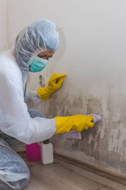 Best Forensic Mold Investigation  in Pomona, NY