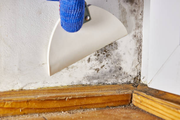 Pomona, NY Mold Removal Company