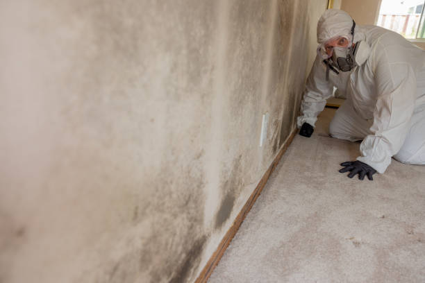 Best Environmental Consulting for Mold Prevention  in Pomona, NY